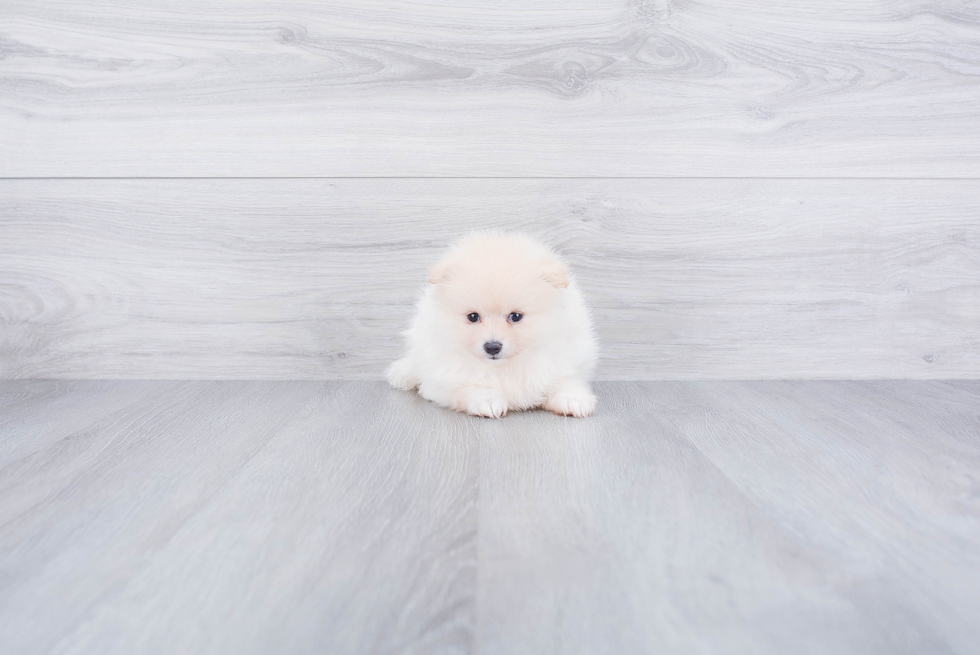 Pomeranian Pup Being Cute