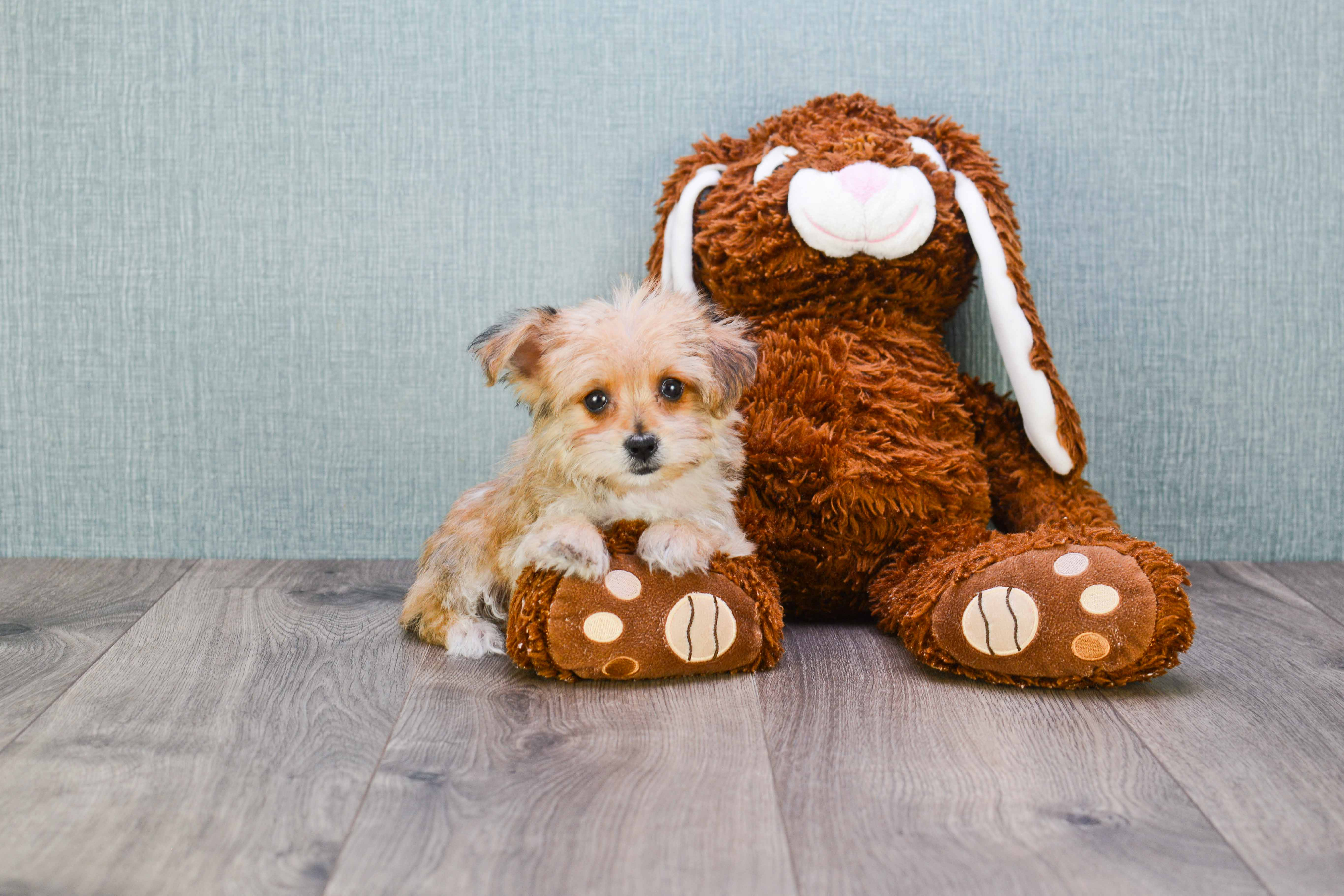 Morkie Puppy for Adoption