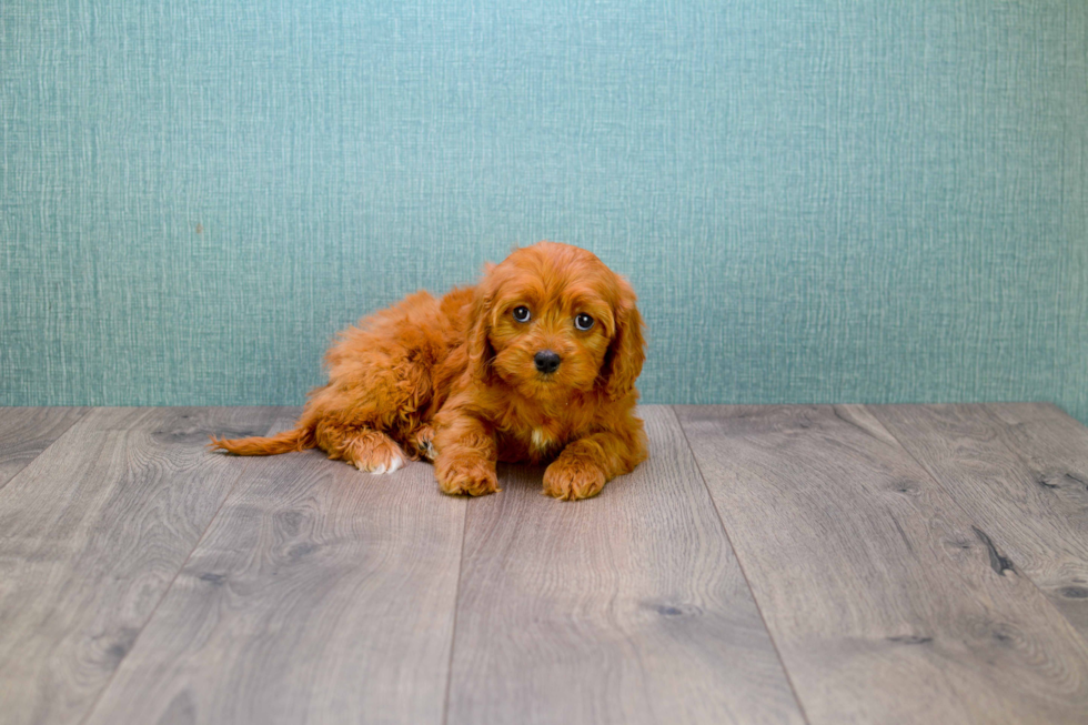 Playful Cavoodle Poodle Mix Puppy