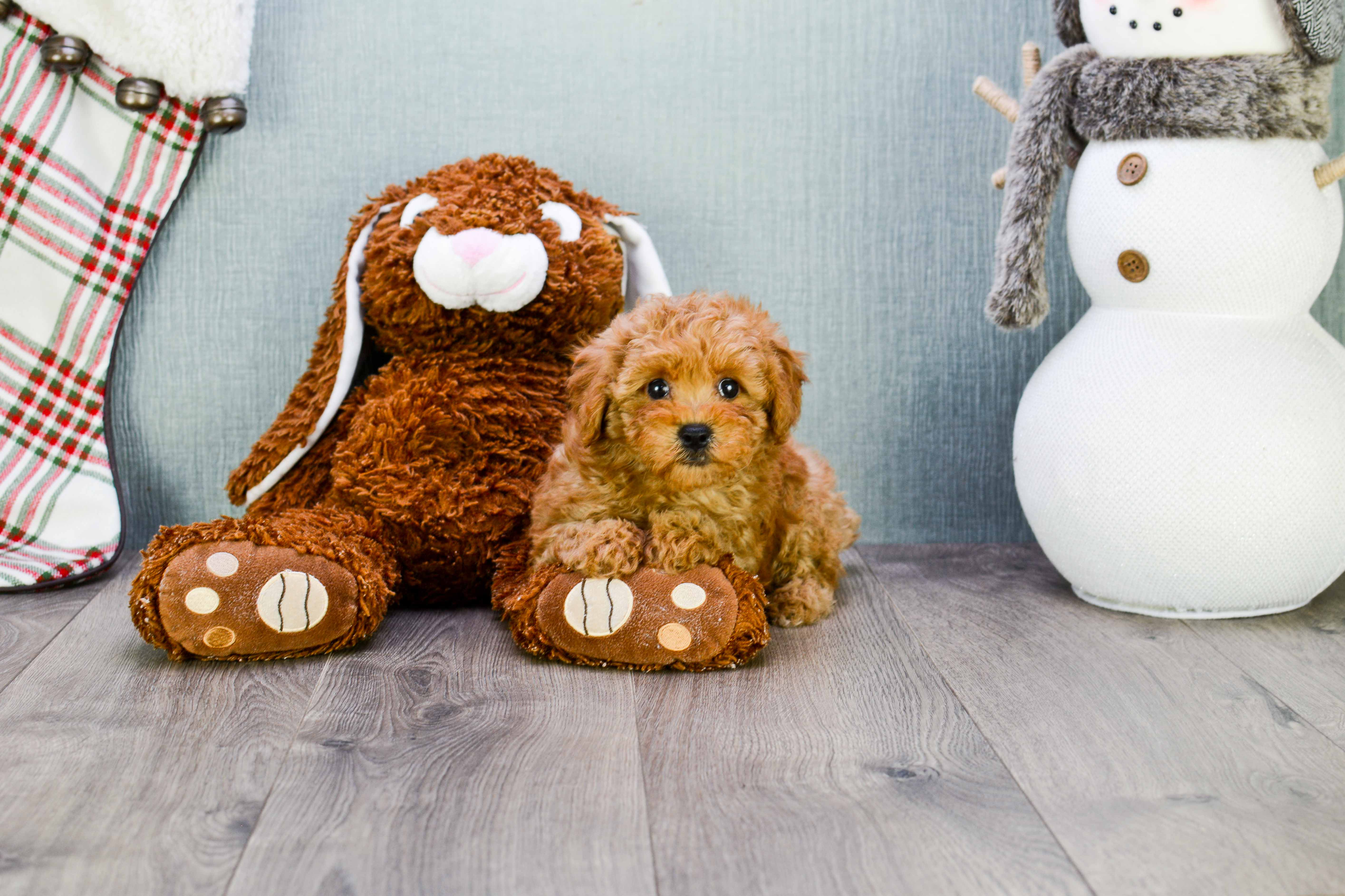 Hypoallergenic Cavoodle Poodle Mix Puppy