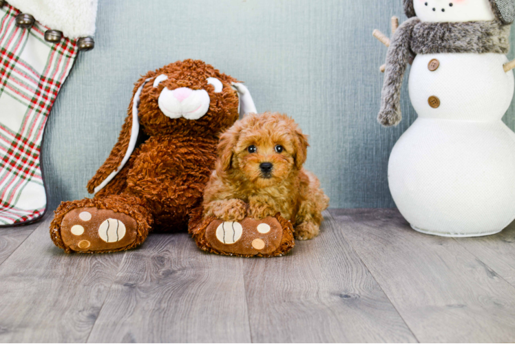 Hypoallergenic Cavoodle Poodle Mix Puppy