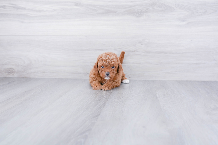 Happy Cavapoo Baby