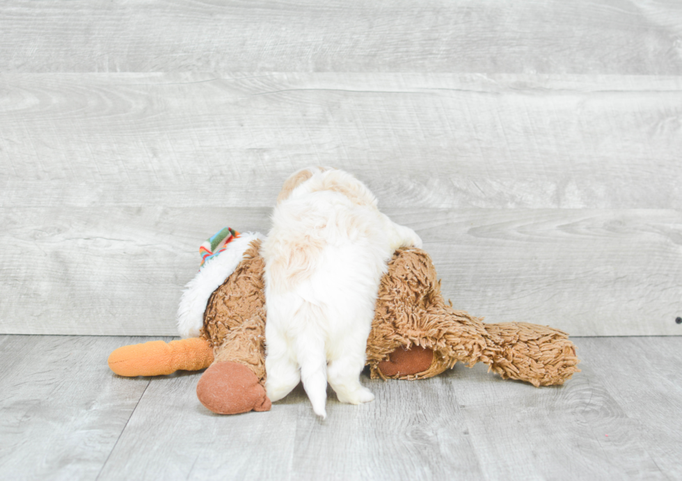 Fluffy Cavachon Designer Pup