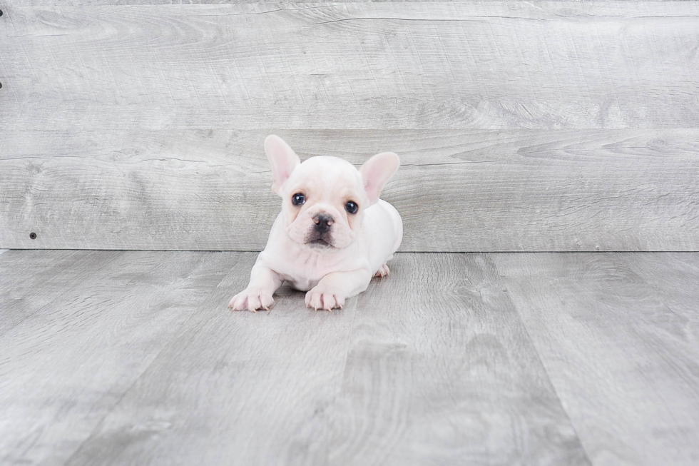 Sweet Frenchie Purebred Puppy