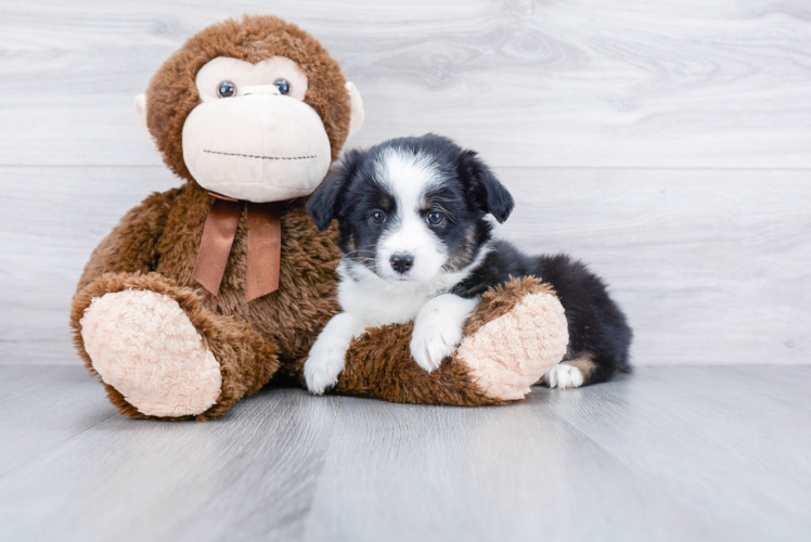 Cute Mini Aussiedoodle Baby