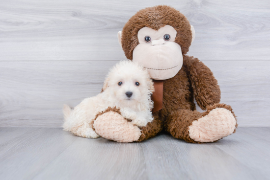 Small Havanese Baby