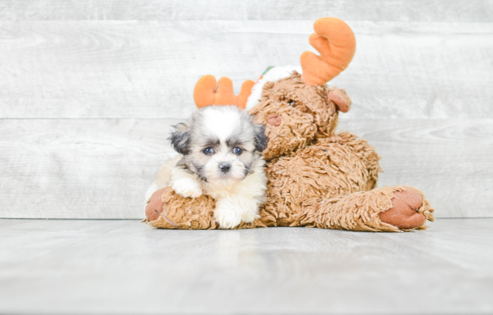 Teddy Bear Pup Being Cute