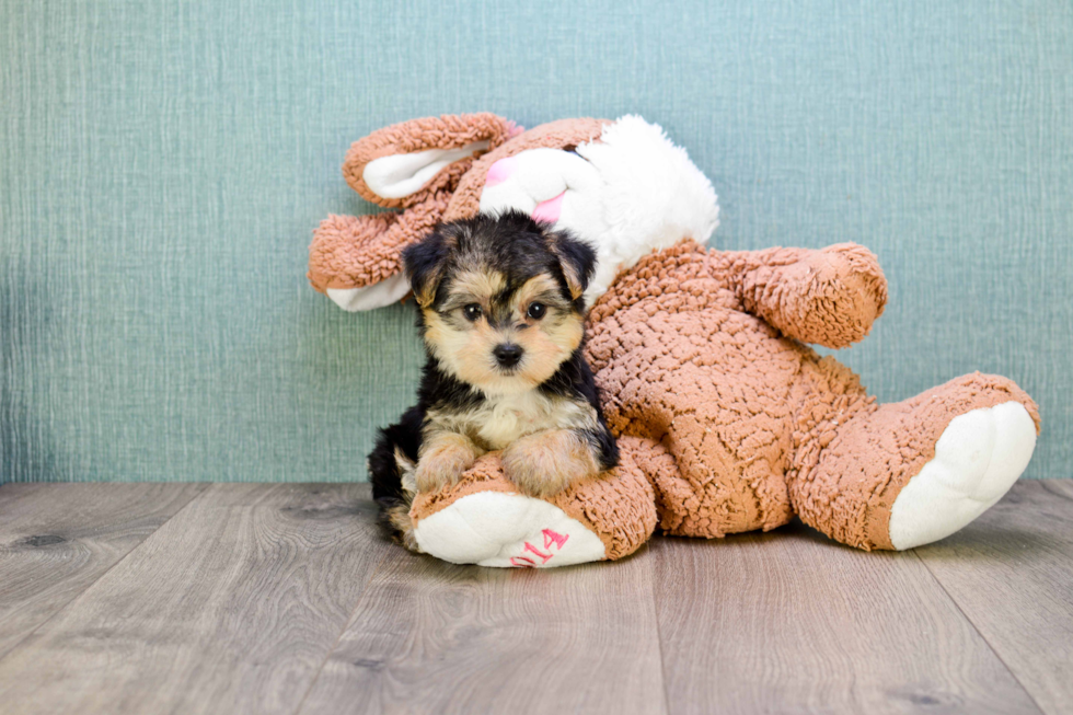 Havanese Puppy for Adoption