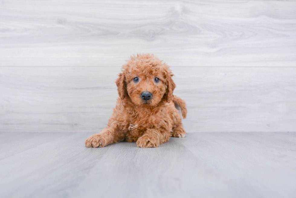 Best Mini Goldendoodle Baby