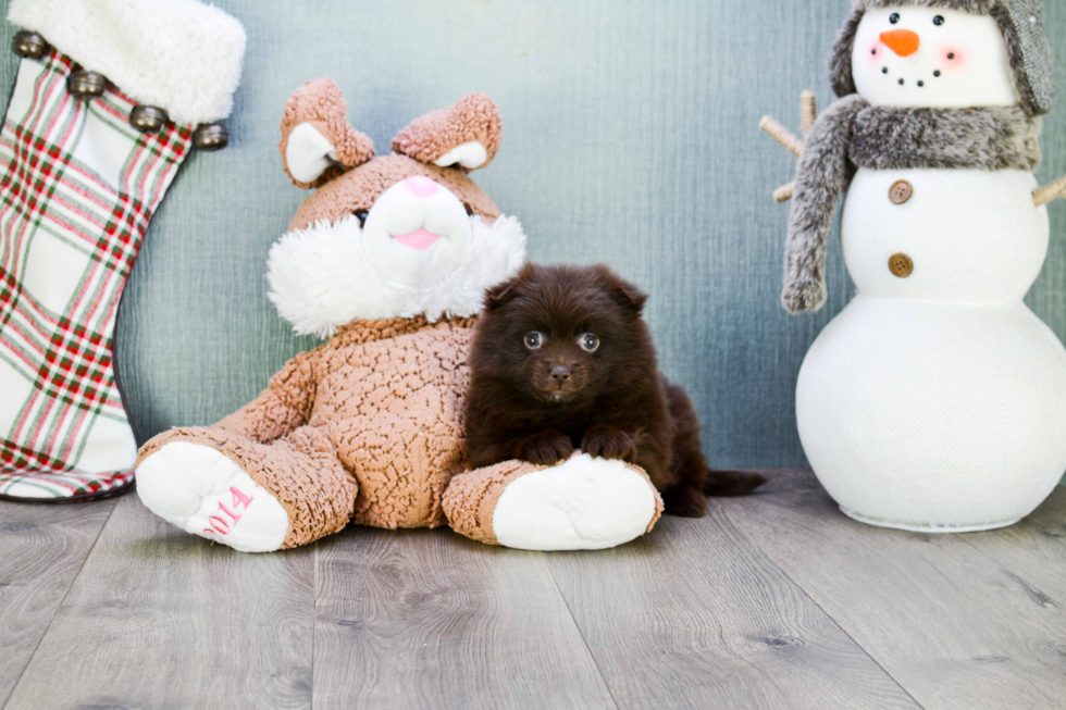 Adorable Pomeranian Purebred Puppy