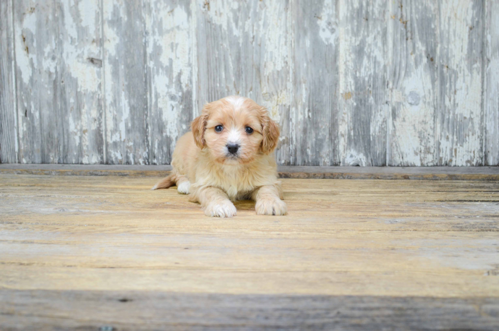 Cavachon Puppy for Adoption