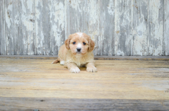 Cavachon Puppy for Adoption