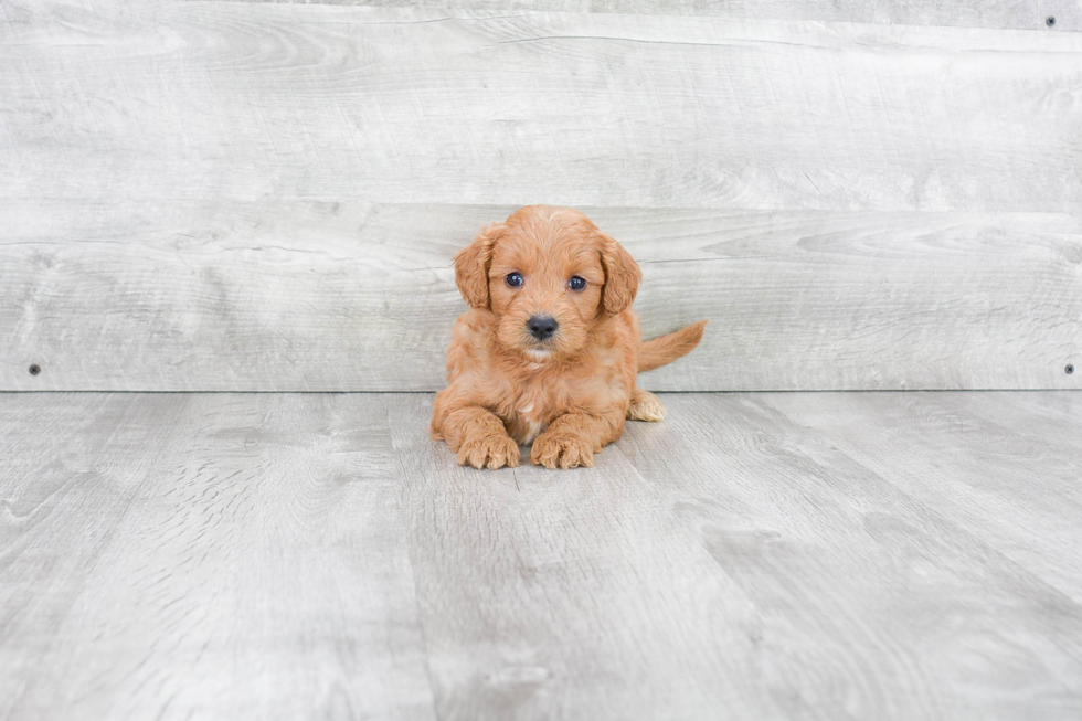 Best Mini Goldendoodle Baby