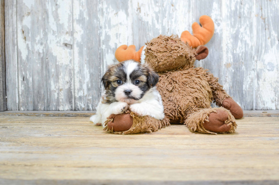 Teddy Bear Pup Being Cute