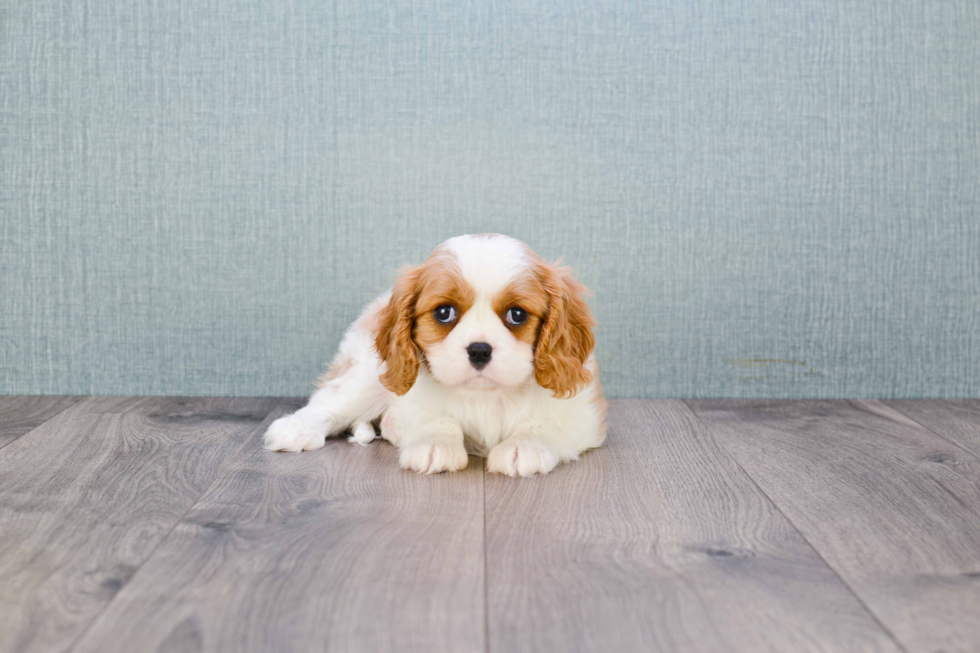 Best Cavalier King Charles Spaniel Baby