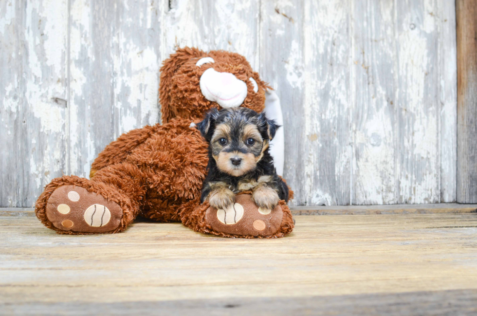 Cute Morkie Baby