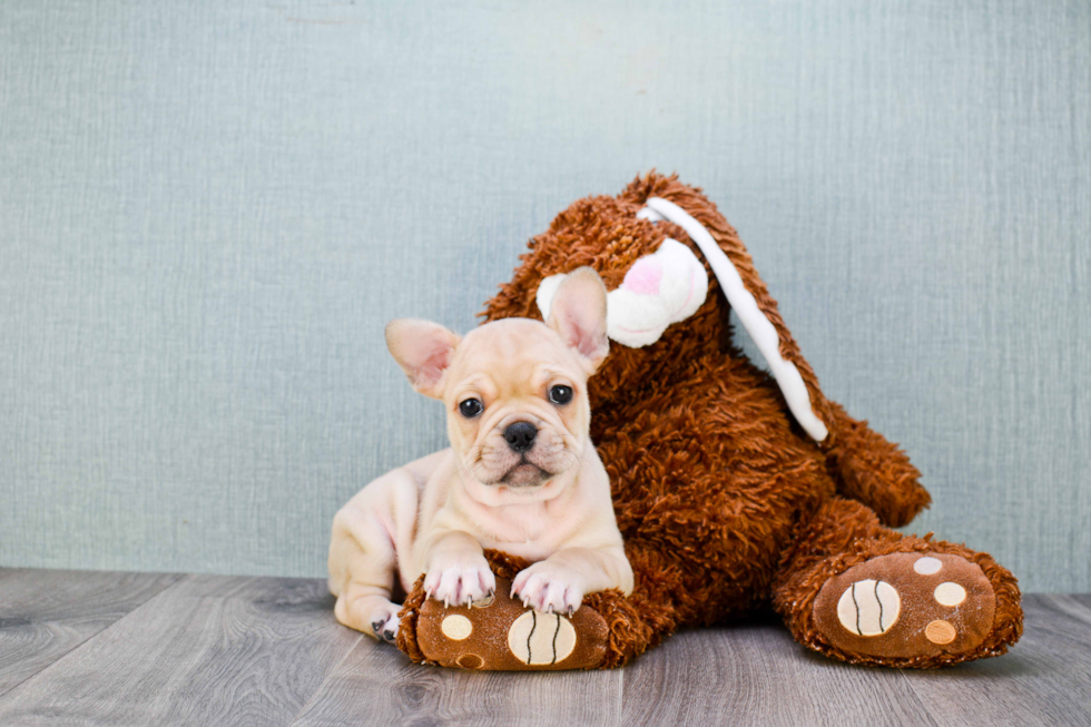 French Bulldog Pup Being Cute