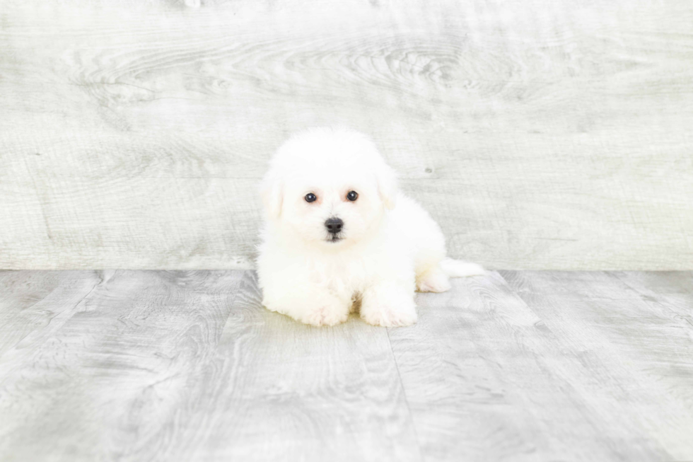 Happy Bichon Frise Purebred Puppy