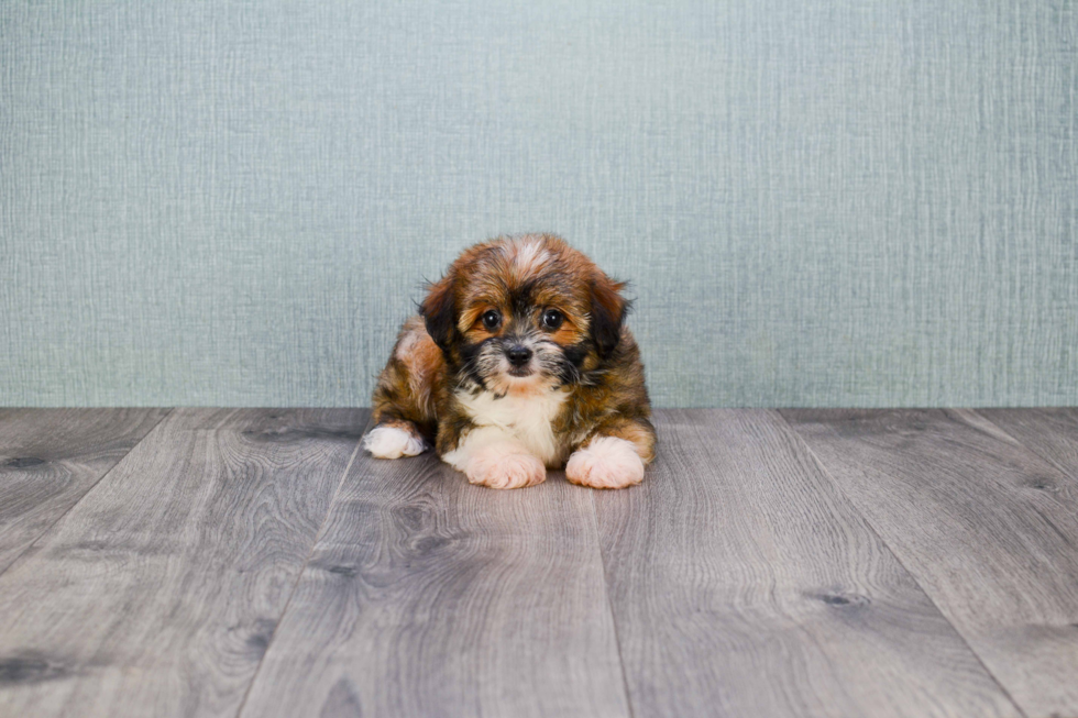 Terrier Mix Pup Being Cute