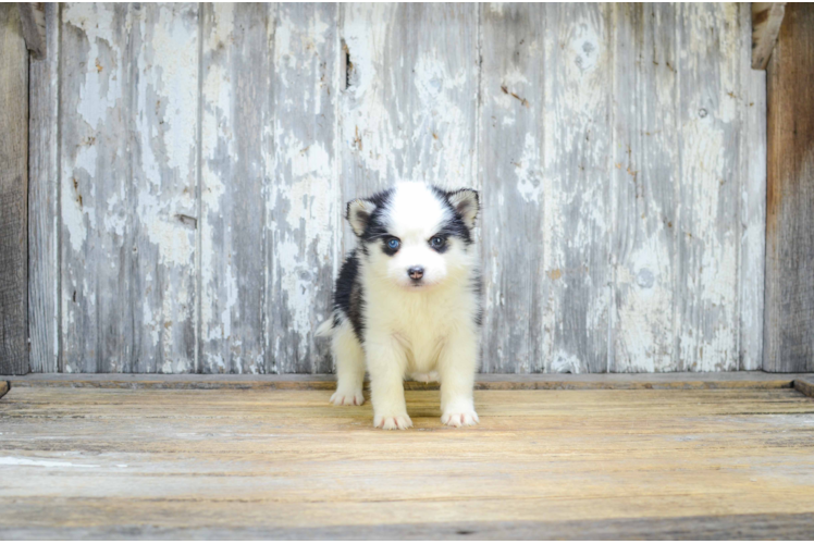 Best Pomsky Baby