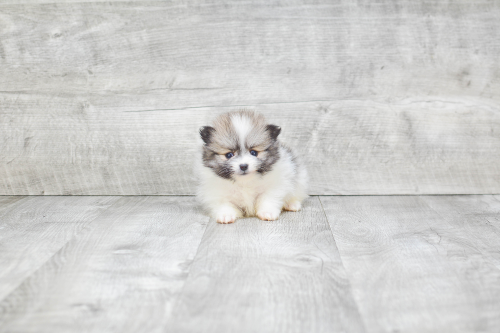 Pomeranian Pup Being Cute