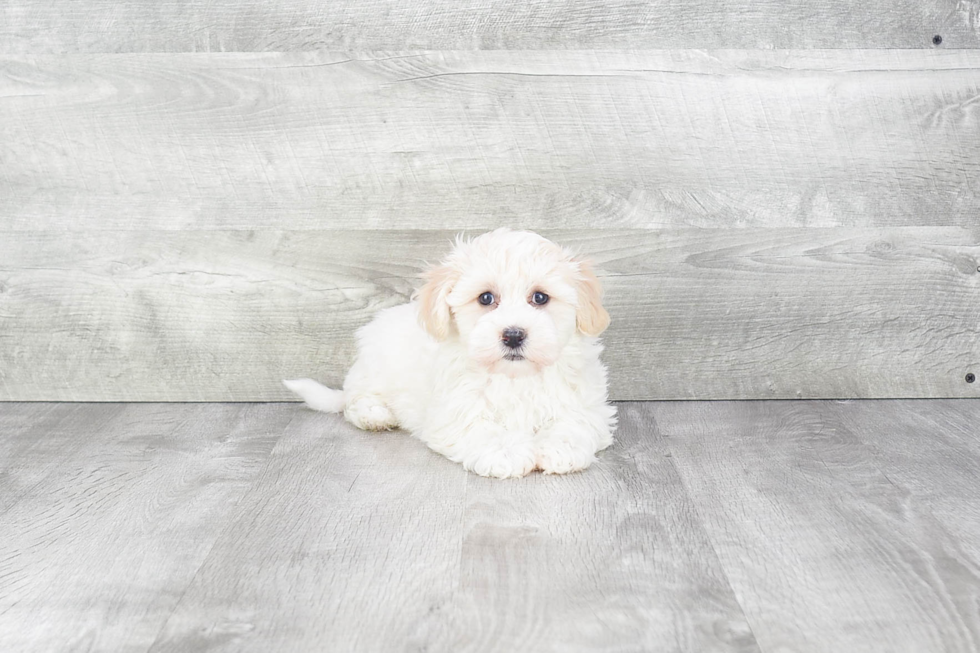 Adorable Havanese Purebred Puppy