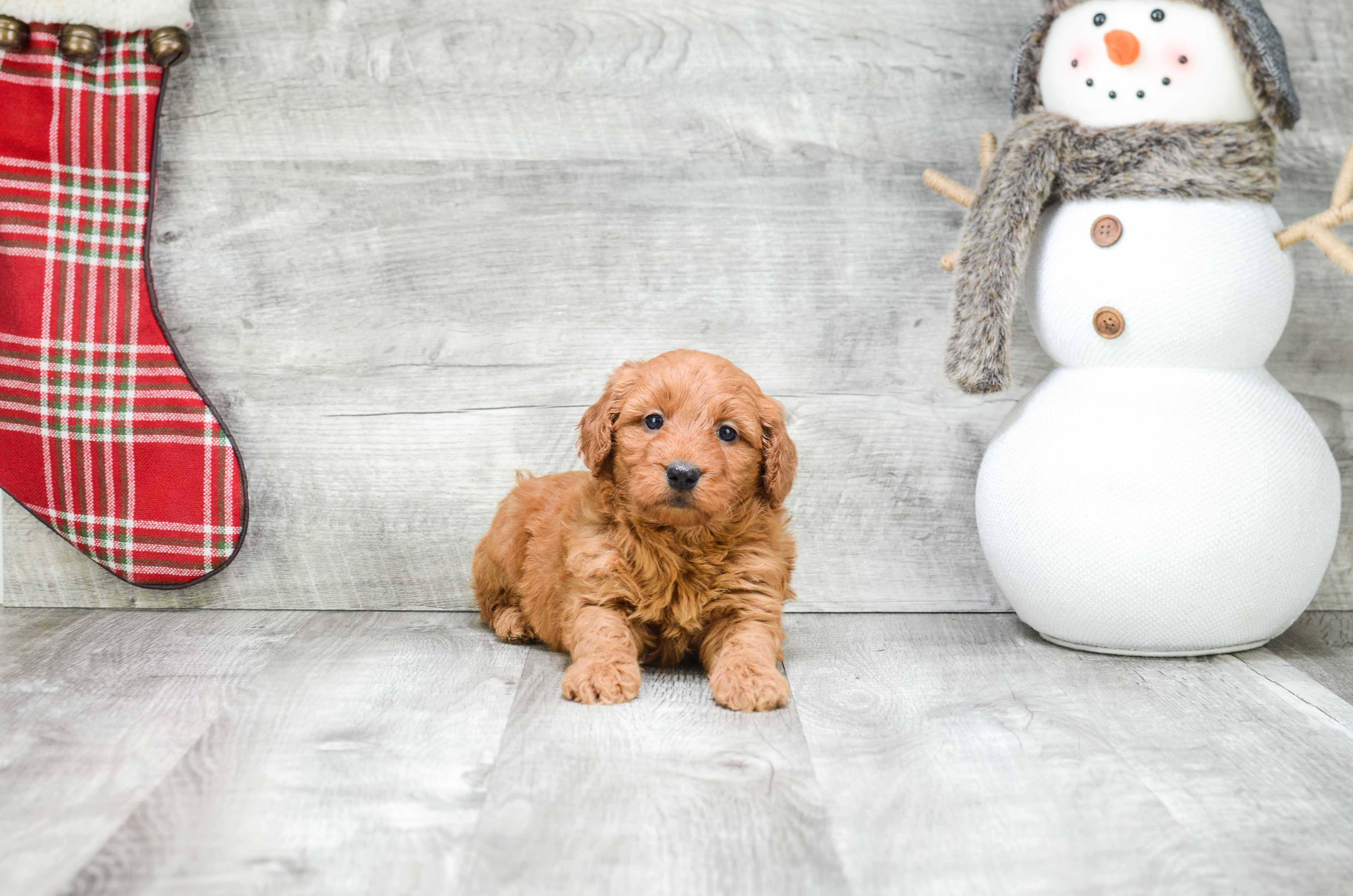 Friendly Mini Goldendoodle Baby