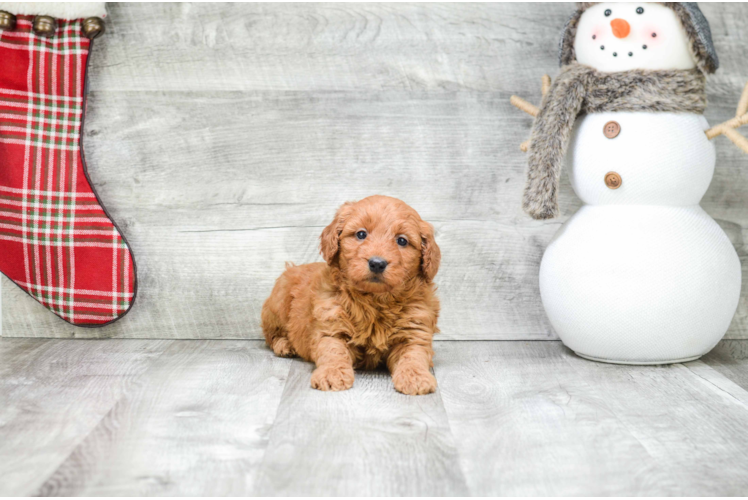 Friendly Mini Goldendoodle Baby
