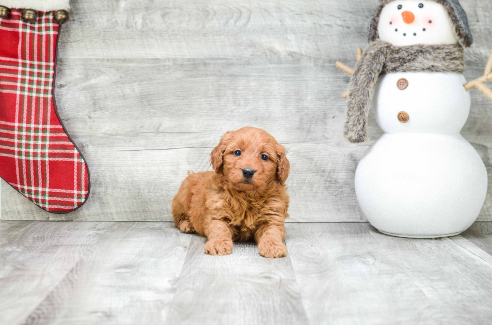 Friendly Mini Goldendoodle Baby