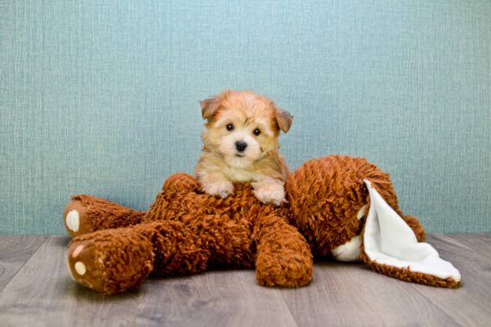 Popular Morkie Designer Pup