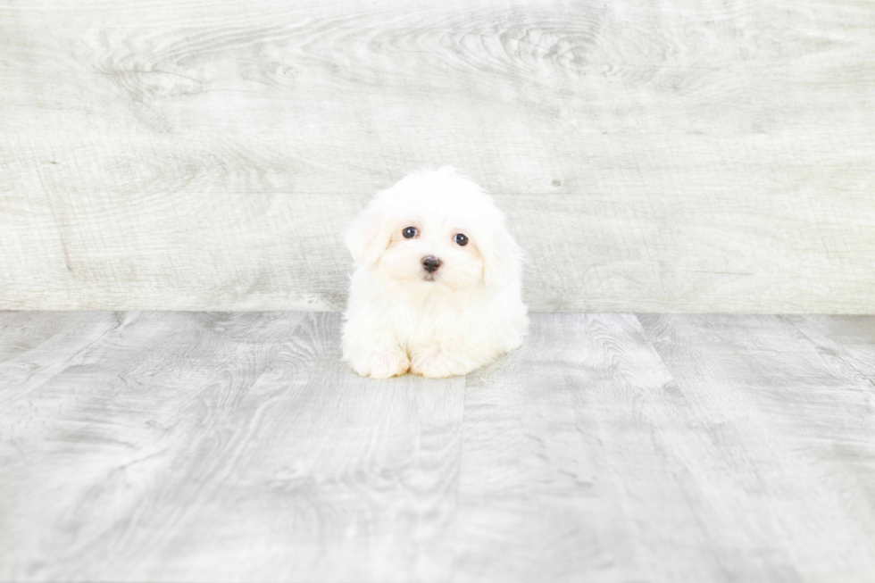 Maltese Puppy for Adoption