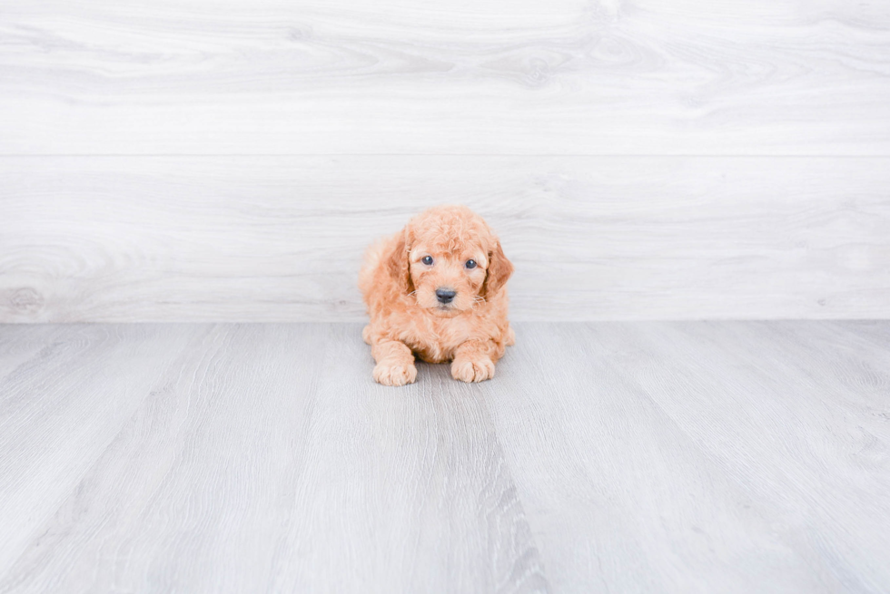 Mini Goldendoodle Puppy for Adoption