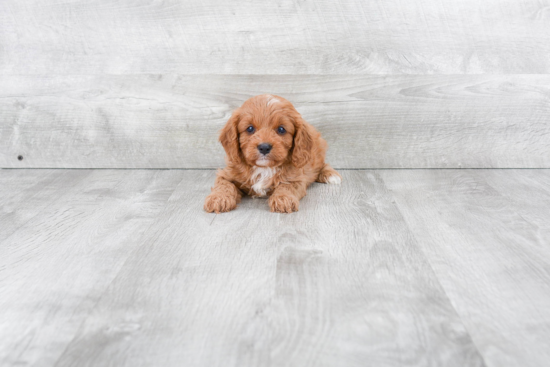 Playful Cavoodle Poodle Mix Puppy