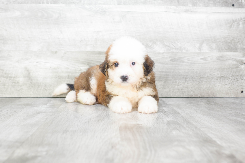 Cute Mini Bernedoodle Baby