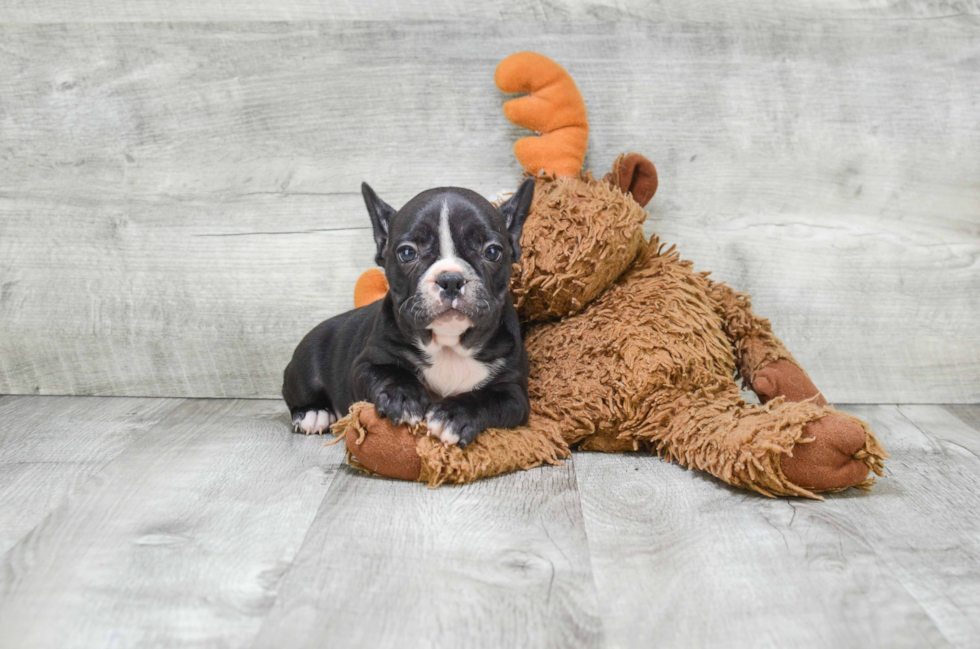 Friendly French Bulldog Baby