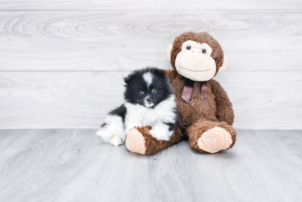 Playful Pomeranian Purebred Pup