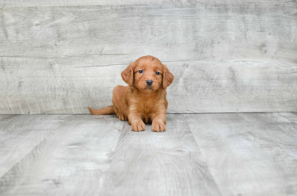 Fluffy Mini Goldendoodle Poodle Mix Pup