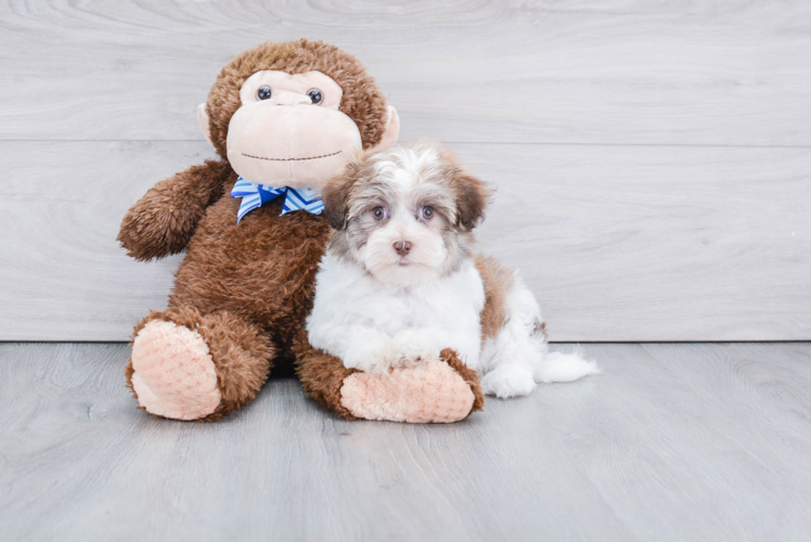 Fluffy Havanese Purebred Puppy