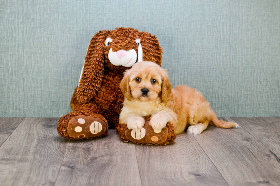 Little Cavalier Designer Puppy