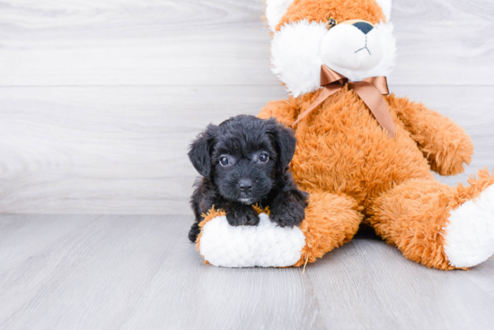 Sweet Pomeranian Purebred Puppy