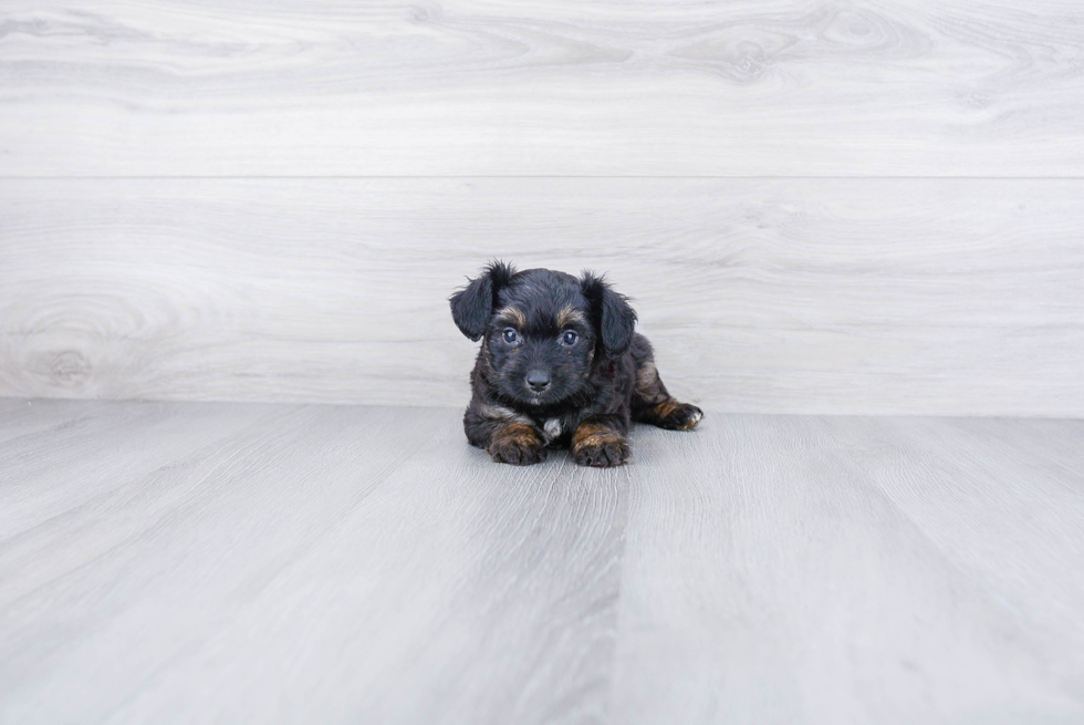 Mini Aussiedoodle Pup Being Cute