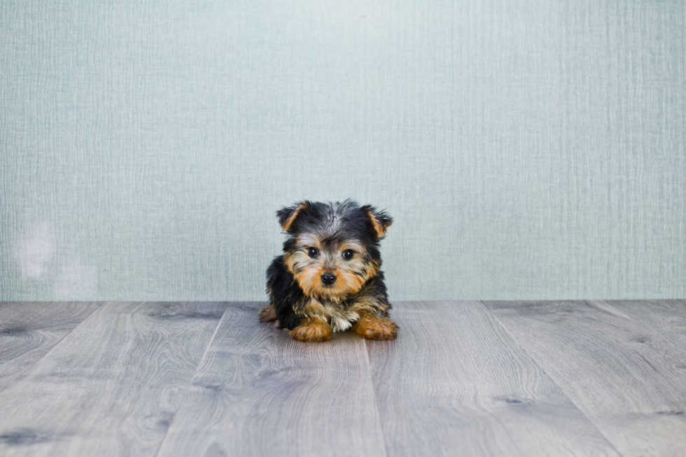 Meet Avery - our Yorkshire Terrier Puppy Photo 