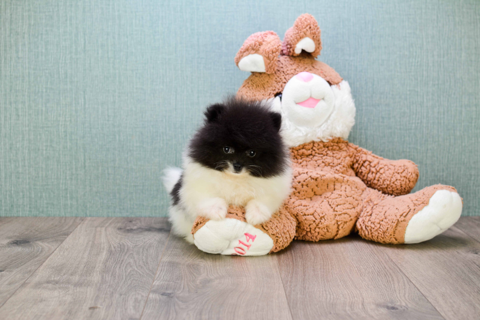 Little Pomeranian Baby