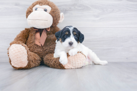 Hypoallergenic Bernadoodle Poodle Mix Puppy