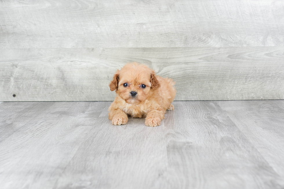 Cavapoo Pup Being Cute