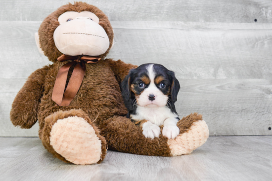 Hypoallergenic Cavalier King Charles Spaniel Purebred Pup