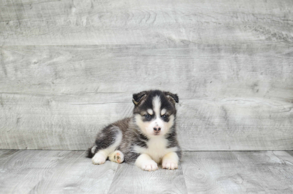 Popular Pomsky Designer Pup