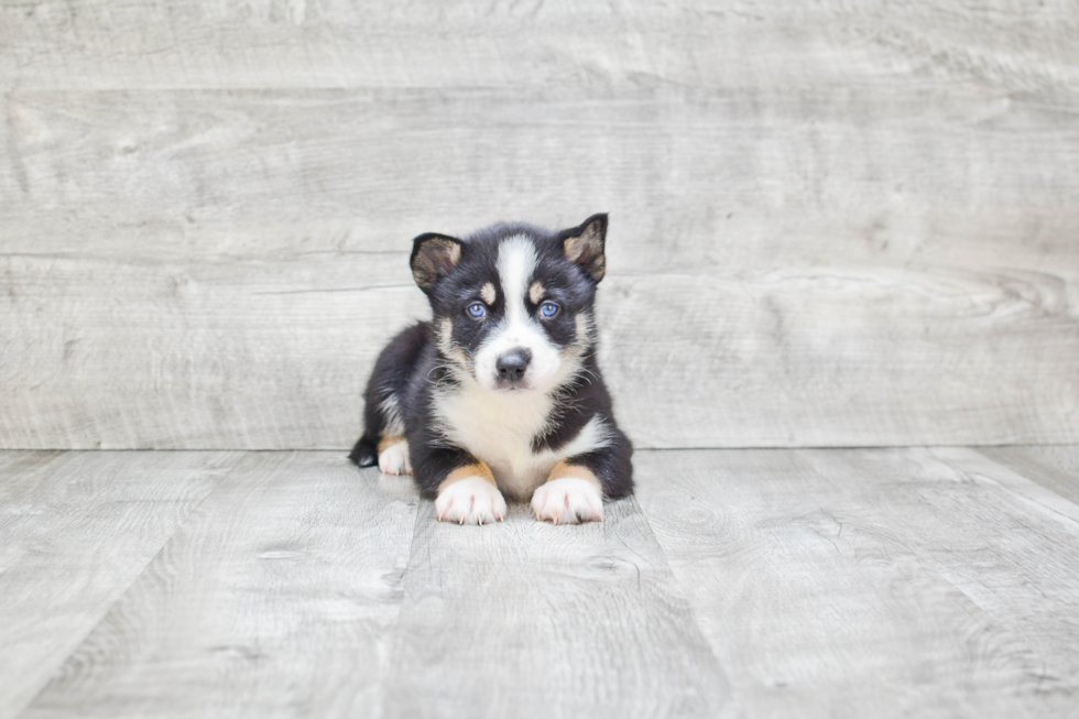 Sweet Pomsky Baby