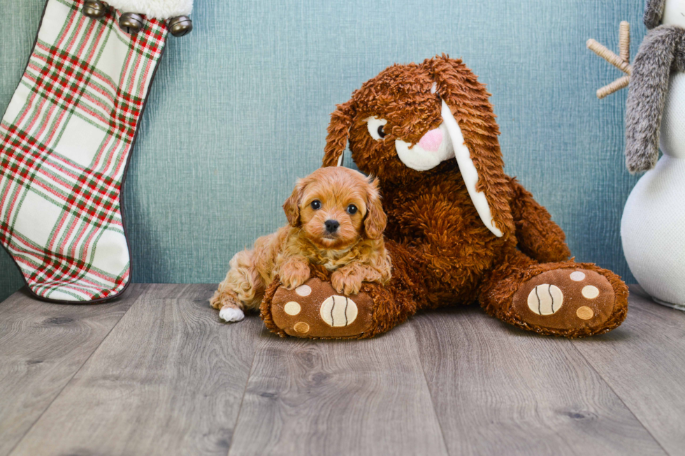 Fluffy Cavapoo Poodle Mix Pup