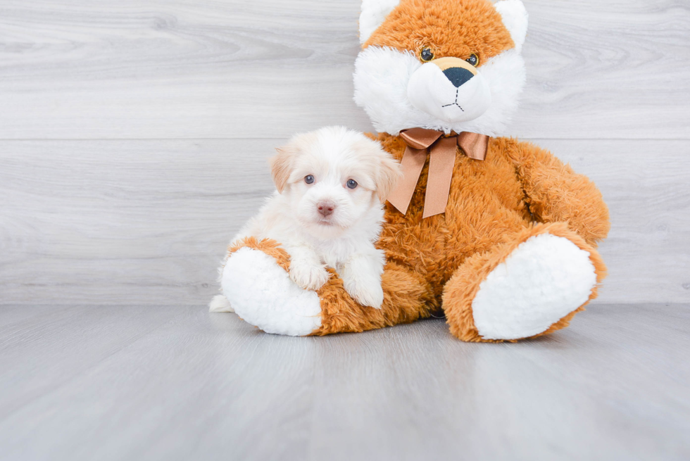 Havanese Puppy for Adoption